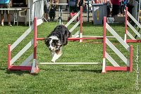 020 CHELSEA-05082017-AGI 0312AGILITY COMPIEGNE 2017 - AGILITY 1 : 2017, 25 JUIN 2017, AGILITY 1, AGILITY COMPIEGNE 2017, CAT.C, CYRIELLE DITE CHELSEA