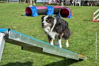 021 CHELSEA-05082017-AGI 0313AGILITY COMPIEGNE 2017 - AGILITY 1 : 2017, 25 JUIN 2017, AGILITY 1, AGILITY COMPIEGNE 2017, CAT.C, CYRIELLE DITE CHELSEA