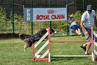 022 CHELSEA-05082017-AGI 0314AGILITY COMPIEGNE 2017 - AGILITY 1 : 2017, 25 JUIN 2017, AGILITY 1, AGILITY COMPIEGNE 2017, CAT.C, CYRIELLE DITE CHELSEA