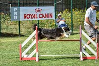 023 CHELSEA-05082017-AGI 0315AGILITY COMPIEGNE 2017 - AGILITY 1 : 2017, 25 JUIN 2017, AGILITY 1, AGILITY COMPIEGNE 2017, CAT.C, CYRIELLE DITE CHELSEA