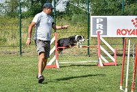 025 CHELSEA-05082017-AGI 0318AGILITY COMPIEGNE 2017 - AGILITY 1 : 2017, 25 JUIN 2017, AGILITY 1, AGILITY COMPIEGNE 2017, CAT.C, CYRIELLE DITE CHELSEA