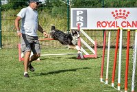 026 CHELSEA-05082017-AGI 0319AGILITY COMPIEGNE 2017 - AGILITY 1 : 2017, 25 JUIN 2017, AGILITY 1, AGILITY COMPIEGNE 2017, CAT.C, CYRIELLE DITE CHELSEA