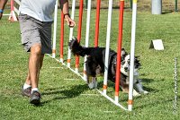 031 CHELSEA-05082017-AGI 0325AGILITY COMPIEGNE 2017 - AGILITY 1 : 2017, 25 JUIN 2017, AGILITY 1, AGILITY COMPIEGNE 2017, CAT.C, CYRIELLE DITE CHELSEA