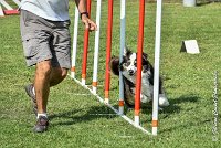 032 CHELSEA-05082017-AGI 0326AGILITY COMPIEGNE 2017 - AGILITY 1 : 2017, 25 JUIN 2017, AGILITY 1, AGILITY COMPIEGNE 2017, CAT.C, CYRIELLE DITE CHELSEA