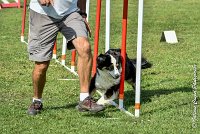 033 CHELSEA-05082017-AGI 0327AGILITY COMPIEGNE 2017 - AGILITY 1 : 2017, 25 JUIN 2017, AGILITY 1, AGILITY COMPIEGNE 2017, CAT.C, CYRIELLE DITE CHELSEA