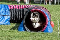 035 CHELSEA-AGI 0330 : 05 AOUT 2017, 2017, AGILITY COMPIEGNE 2017, CAT.C, CYRIELLE DITE CHELSEA