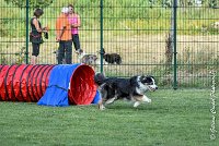 040 CHELSEA-05082017-AGI 0337AGILITY COMPIEGNE 2017 - AGILITY 1 : 2017, 25 JUIN 2017, AGILITY 1, AGILITY COMPIEGNE 2017, CAT.C, CYRIELLE DITE CHELSEA