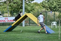 041 CHELSEA-05082017-AGI 0339AGILITY COMPIEGNE 2017 - AGILITY 1 : 2017, 25 JUIN 2017, AGILITY 1, AGILITY COMPIEGNE 2017, CAT.C, CYRIELLE DITE CHELSEA