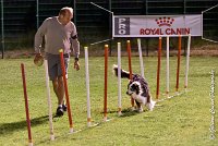 050 CHELSEA-06082017-AGI 1945sans titre : 2017, 25 JUIN 2017, AGILITY COMPIEGNE 2017, CYRIELLE DITE CHELSEA, EPREUVE OUVERTE