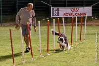 050 CHELSEA-06082017-AGI 1945sans titre : 2017, 25 JUIN 2017, AGILITY COMPIEGNE 2017, CYRIELLE DITE CHELSEA, EPREUVE OUVERTE