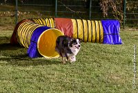 051 CHELSEA-06082017-AGI 1946sans titre : 2017, 25 JUIN 2017, AGILITY COMPIEGNE 2017, CYRIELLE DITE CHELSEA, EPREUVE OUVERTE