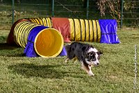 052 CHELSEA-06082017-AGI 1947sans titre : 2017, 25 JUIN 2017, AGILITY COMPIEGNE 2017, CYRIELLE DITE CHELSEA, EPREUVE OUVERTE