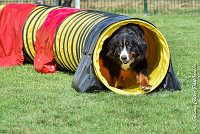 007 ELANKA -05082017-AGI 9764AGILITY COMPIEGNE 2017 - STANDARD : 2017, 25 JUIN 2017, AGILITY COMPIEGNE 2017, AGILITY STANDARD, CAT.D, D91, ELANKA
