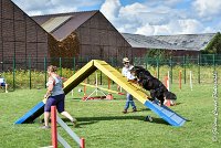 011 ELANKA -05082017-AGI 9767AGILITY COMPIEGNE 2017 - STANDARD : 2017, 25 JUIN 2017, AGILITY COMPIEGNE 2017, AGILITY STANDARD, CAT.D, D91, ELANKA