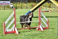 013 ELANKA -05082017-AGI 9770AGILITY COMPIEGNE 2017 - STANDARD : 2017, 25 JUIN 2017, AGILITY COMPIEGNE 2017, AGILITY STANDARD, CAT.D, D91, ELANKA
