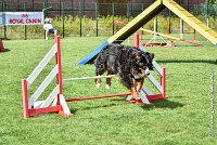 014 ELANKA -05082017-AGI 9771AGILITY COMPIEGNE 2017 - STANDARD : 2017, 25 JUIN 2017, AGILITY COMPIEGNE 2017, AGILITY STANDARD, CAT.D, D91, ELANKA