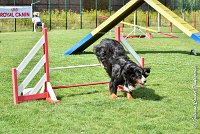 015 ELANKA -05082017-AGI 9772AGILITY COMPIEGNE 2017 - STANDARD : 2017, 25 JUIN 2017, AGILITY COMPIEGNE 2017, AGILITY STANDARD, CAT.D, D91, ELANKA