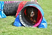 016 ELANKA -05082017-AGI 9773AGILITY COMPIEGNE 2017 - STANDARD : 2017, 25 JUIN 2017, AGILITY COMPIEGNE 2017, AGILITY STANDARD, CAT.D, D91, ELANKA