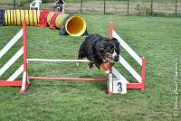 020 ELANKA -05082017-AGI 9782AGILITY COMPIEGNE 2017 - STANDARD : 2017, 25 JUIN 2017, AGILITY COMPIEGNE 2017, AGILITY STANDARD, CAT.D, D91, ELANKA