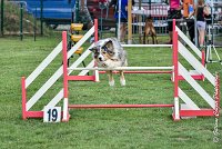 003 ETNA -05082017-AGI 9149AGILITY COMPIEGNE 2017 - STANDARD : 2017, 25 JUIN 2017, AGILITY COMPIEGNE 2017, AGILITY STANDARD, CAT.C, D59, ETNA