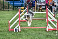 004 ETNA -05082017-AGI 9150AGILITY COMPIEGNE 2017 - STANDARD : 2017, 25 JUIN 2017, AGILITY COMPIEGNE 2017, AGILITY STANDARD, CAT.C, D59, ETNA