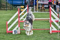 005 ETNA -05082017-AGI 9151AGILITY COMPIEGNE 2017 - STANDARD : 2017, 25 JUIN 2017, AGILITY COMPIEGNE 2017, AGILITY STANDARD, CAT.C, D59, ETNA