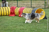 006 ETNA -05082017-AGI 9153AGILITY COMPIEGNE 2017 - STANDARD : 2017, 25 JUIN 2017, AGILITY COMPIEGNE 2017, AGILITY STANDARD, CAT.C, D59, ETNA