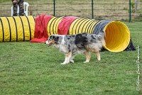 007 ETNA -05082017-AGI 9154AGILITY COMPIEGNE 2017 - STANDARD : 2017, 25 JUIN 2017, AGILITY COMPIEGNE 2017, AGILITY STANDARD, CAT.C, D59, ETNA