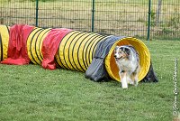 009 ETNA -05082017-AGI 9157AGILITY COMPIEGNE 2017 - STANDARD : 2017, 25 JUIN 2017, AGILITY COMPIEGNE 2017, AGILITY STANDARD, CAT.C, D59, ETNA