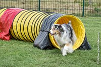 010 ETNA -05082017-AGI 9158AGILITY COMPIEGNE 2017 - STANDARD : 2017, 25 JUIN 2017, AGILITY COMPIEGNE 2017, AGILITY STANDARD, CAT.C, D59, ETNA