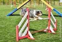 013 ETNA -05082017-AGI 9161AGILITY COMPIEGNE 2017 - STANDARD : 2017, 25 JUIN 2017, AGILITY COMPIEGNE 2017, AGILITY STANDARD, CAT.C, D59, ETNA