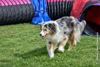 016 ETNA -05082017-AGI 9165AGILITY COMPIEGNE 2017 - STANDARD : 2017, 25 JUIN 2017, AGILITY COMPIEGNE 2017, AGILITY STANDARD, CAT.C, D59, ETNA