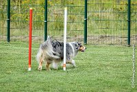 019 ETNA -05082017-AGI 9168AGILITY COMPIEGNE 2017 - STANDARD : 2017, 25 JUIN 2017, AGILITY COMPIEGNE 2017, AGILITY STANDARD, CAT.C, D59, ETNA