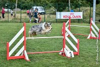 024 ETNA -05082017-AGI 9173AGILITY COMPIEGNE 2017 - STANDARD : 2017, 25 JUIN 2017, AGILITY COMPIEGNE 2017, AGILITY STANDARD, CAT.C, D59, ETNA