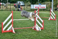 025 ETNA -05082017-AGI 9174AGILITY COMPIEGNE 2017 - STANDARD : 2017, 25 JUIN 2017, AGILITY COMPIEGNE 2017, AGILITY STANDARD, CAT.C, D59, ETNA