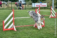 026 ETNA -05082017-AGI 9175AGILITY COMPIEGNE 2017 - STANDARD : 2017, 25 JUIN 2017, AGILITY COMPIEGNE 2017, AGILITY STANDARD, CAT.C, D59, ETNA