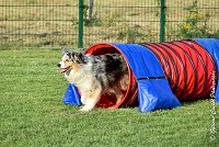 030 ETNA -05082017-AGI 1563AGILITY COMPIEGNE 2017 : 2017, 25 JUIN 2017, AGILITY 2, AGILITY COMPIEGNE 2017, CAT.C, D59, ETNA