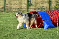 031 ETNA -05082017-AGI 1564AGILITY COMPIEGNE 2017 : 2017, 25 JUIN 2017, AGILITY 2, AGILITY COMPIEGNE 2017, CAT.C, D59, ETNA