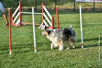 034 ETNA -05082017-AGI 1571AGILITY COMPIEGNE 2017 : 2017, 25 JUIN 2017, AGILITY 2, AGILITY COMPIEGNE 2017, CAT.C, D59, ETNA