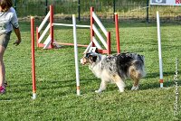 035 ETNA -05082017-AGI 1572AGILITY COMPIEGNE 2017 : 2017, 25 JUIN 2017, AGILITY 2, AGILITY COMPIEGNE 2017, CAT.C, D59, ETNA