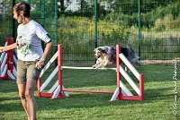 037 ETNA -05082017-AGI 1576AGILITY COMPIEGNE 2017 : 2017, 25 JUIN 2017, AGILITY 2, AGILITY COMPIEGNE 2017, CAT.C, D59, ETNA