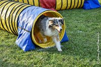 040 ETNA -05082017-AGI 1580AGILITY COMPIEGNE 2017 : 2017, 25 JUIN 2017, AGILITY 2, AGILITY COMPIEGNE 2017, CAT.C, D59, ETNA