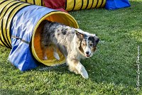 041 ETNA -05082017-AGI 1581AGILITY COMPIEGNE 2017 : 2017, 25 JUIN 2017, AGILITY 2, AGILITY COMPIEGNE 2017, CAT.C, D59, ETNA