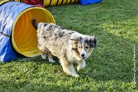 042 ETNA -05082017-AGI 1582AGILITY COMPIEGNE 2017 : 2017, 25 JUIN 2017, AGILITY 2, AGILITY COMPIEGNE 2017, CAT.C, D59, ETNA