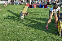 045 ETNA -05082017-AGI 1590AGILITY COMPIEGNE 2017 : 2017, 25 JUIN 2017, AGILITY 2, AGILITY COMPIEGNE 2017, CAT.C, D59, ETNA