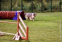 048 ETNA -06082017-AGI 2086AGILITY COMPIEGNE 2017 : 2017, 25 JUIN 2017, AGILITY COMPIEGNE 2017, EPREUVE OUVERTE, ETNA