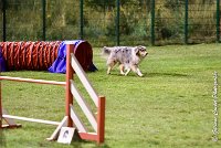 049 ETNA -06082017-AGI 2087AGILITY COMPIEGNE 2017 : 2017, 25 JUIN 2017, AGILITY COMPIEGNE 2017, EPREUVE OUVERTE, ETNA