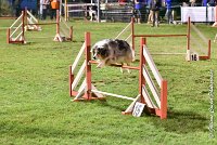 051 ETNA -06082017-AGI 2089AGILITY COMPIEGNE 2017 : 2017, 25 JUIN 2017, AGILITY COMPIEGNE 2017, EPREUVE OUVERTE, ETNA