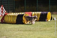 053 ETNA -06082017-AGI 2091AGILITY COMPIEGNE 2017 : 2017, 25 JUIN 2017, AGILITY COMPIEGNE 2017, EPREUVE OUVERTE, ETNA