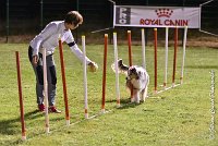 055 ETNA -06082017-AGI 2093AGILITY COMPIEGNE 2017 : 2017, 25 JUIN 2017, AGILITY COMPIEGNE 2017, EPREUVE OUVERTE, ETNA